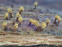 Attēlu rezultāti vaicājumam “Hemitrichia leiotricha macro”