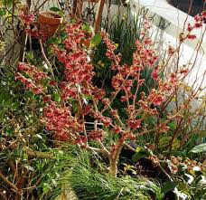 Attēlu rezultāti vaicājumam “Dianemataceae”