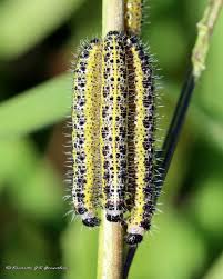 Attēlu rezultāti vaicājumam “Pieris brassicae larva”
