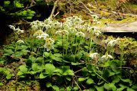 Attēlu rezultāti vaicājumam “Moneses uniflora fruit”