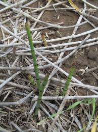 Attēlu rezultāti vaicājumam “Oxyrrhynchium hians var. rigidum”
