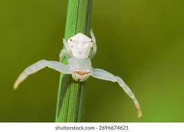 Attēlu rezultāti vaicājumam “Thomisidae”