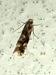 Attēlu rezultāti vaicājumam “Nemapogon cloacella”