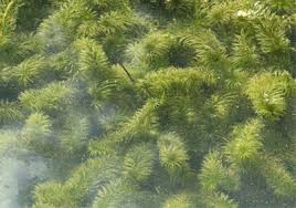 Attēlu rezultāti vaicājumam “Hydrilla verticillata”