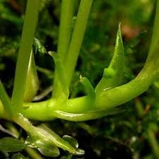 Attēlu rezultāti vaicājumam “Viola palustris leaf”