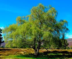 Attēlu rezultāti vaicājumam “Betula pubescens”