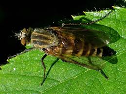 Attēlu rezultāti vaicājumam “Therevidae”