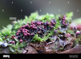 Attēlu rezultāti vaicājumam “Cribraria purpurea macro”