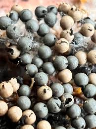 Attēlu rezultāti vaicājumam “Diderma floriforme macro”