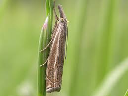 Attēlu rezultāti vaicājumam “Crambus lathoniellus”