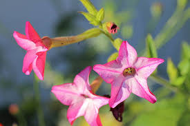 Attēlu rezultāti vaicājumam “Nicotiana tabacum flower”