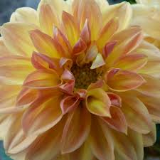 Image result for Dahlia x pinnata `Redskin`