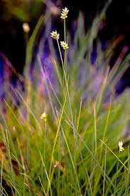 Attēlu rezultāti vaicājumam “Carex globularis flower”