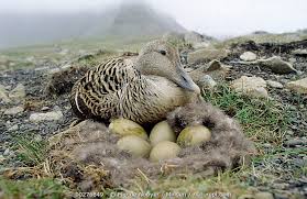 Attēlu rezultāti vaicājumam “Somateria mollissima”