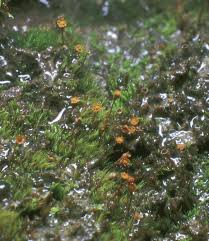 Attēlu rezultāti vaicājumam “Seligeria pusilla”