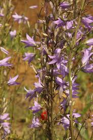 Attēlu rezultāti vaicājumam “Campanula patula fruit”