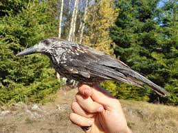 Attēlu rezultāti vaicājumam “Nucifraga caryocatactes adult”