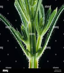 Attēlu rezultāti vaicājumam “Galium rivale fruit”