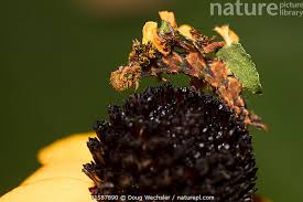 Attēlu rezultāti vaicājumam “Comatricha ellae stalked”