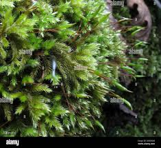 Attēlu rezultāti vaicājumam “Homalothecium sericeum”