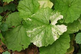 Attēlu rezultāti vaicājumam “Alliaria petiolata leaf”