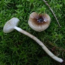 Attēlu rezultāti vaicājumam “Flaviporus citrinellus”