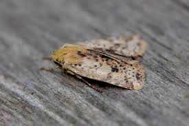 Attēlu rezultāti vaicājumam “Conistra rubiginea”