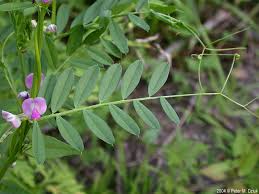 Attēlu rezultāti vaicājumam “Vicia cracca fruit”