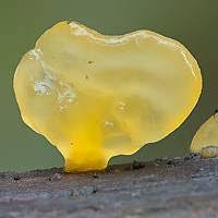 Attēlu rezultāti vaicājumam “Calocera pallidospathulata”