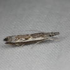 Attēlu rezultāti vaicājumam “Platytes alpinella”