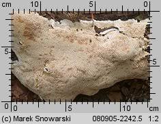 Attēlu rezultāti vaicājumam “Dentipellis fragilis”