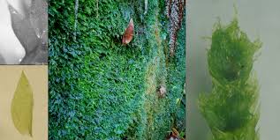 Attēlu rezultāti vaicājumam “Pseudotaxiphyllum elegans”