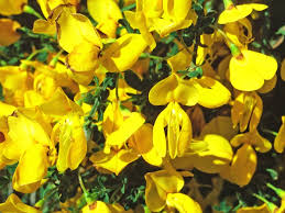 Image result for Cytisus scoparius