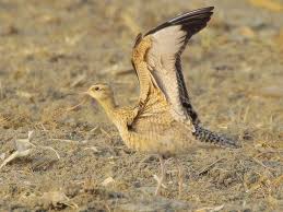 Image result for Numenius minutus