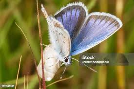 Attēlu rezultāti vaicājumam “Polyommatinae”