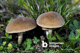 Attēlu rezultāti vaicājumam “Psathyrella lacrymabunda”