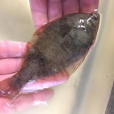 Image result for Pseudopleuronectes americanus