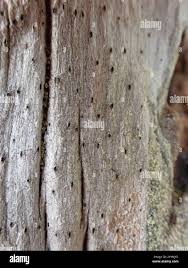 Attēlu rezultāti vaicājumam “Xylographa paralella”