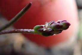 Attēlu rezultāti vaicājumam “Plantago media bud”
