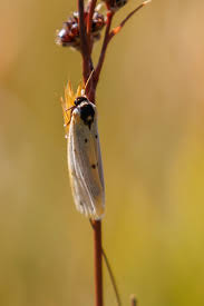 Attēlu rezultāti vaicājumam “Setina irrorella”