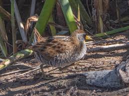 Image result for Porzana carolina