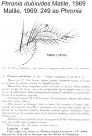 Attēlu rezultāti vaicājumam “Phronia sp.”