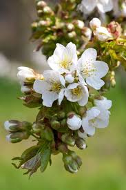 Attēlu rezultāti vaicājumam “Prunus avium flower”