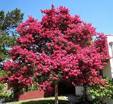 Image result for Lagerstroemia