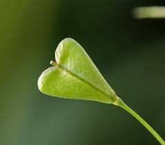 Attēlu rezultāti vaicājumam “Capsella bursa-pastoris fruit”