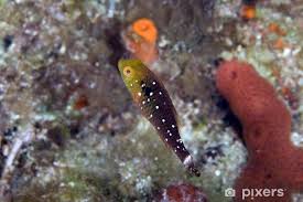 Image result for Sparisoma viride