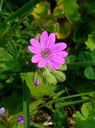 Attēlu rezultāti vaicājumam “Geranium molle flower”