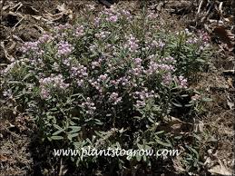 Attēlu rezultāti vaicājumam “Andromeda polifolia”