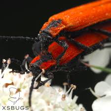 Attēlu rezultāti vaicājumam “Lygistopterus sanguineus larva”