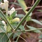 Image result for Galeopsis segetum